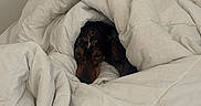 Willow a rejoint le concours — aidez-le/la à gagner de superbes lots ! dog, blanket, bed, cozy, indoor, resting, fur, animal, hide_and_seek, comfort, pet, cute, snuggle, white, canine, fur_pattern, relaxation, nest, warm, peaceful