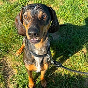 Willow a rejoint le concours — aidez-le/la à gagner de superbes lots ! dog, canine, pet, animal, outdoor, grass, sunlight, leash, collar, brown, black, ears, face, smile, happy, sitting, shadow, nature, daylight, cute