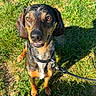 dog, canine, pet, animal, outdoor, grass, sunlight, leash, collar, brown, black, ears, face, smile, happy, sitting, shadow, nature, daylight, cute