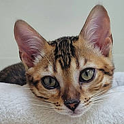 Artémis a rejoint le concours — aidez-le/la à gagner de superbes lots ! cat, close_up, resting, fur, green_eyes, whiskers, soft_surface, indoor, pet, cute, animal, feline, portrait, tabby, striped, young_cat, relaxed, ears, nose, face