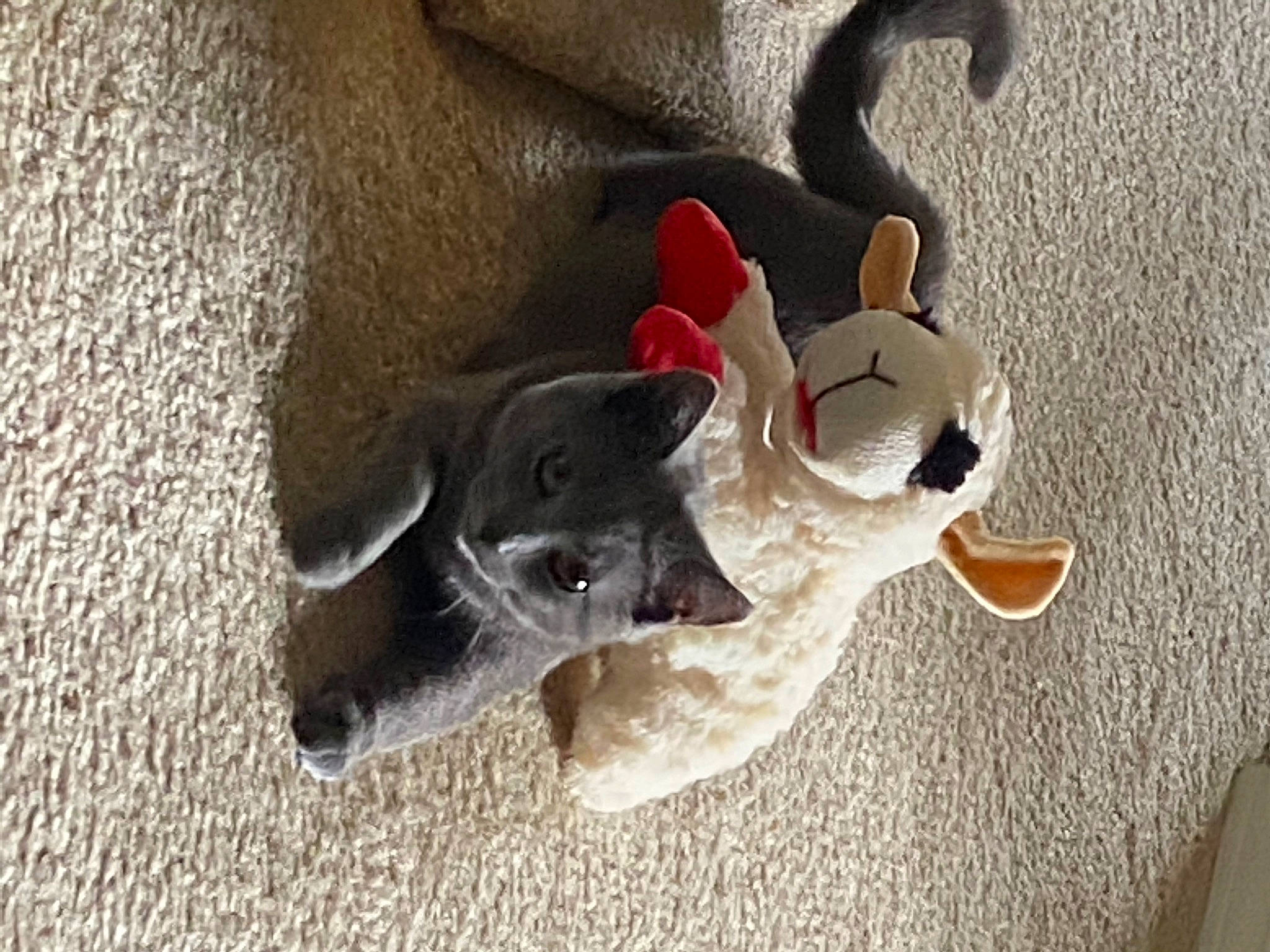 Muffin joined the competition — help win amazing prizes! british_shorthair, carnivore, cat, chartreux, domestic_short_haired_cat, fawn, felidae, kitten, russian_blue, small_to_medium_sized_cats, snout, tail, whiskers