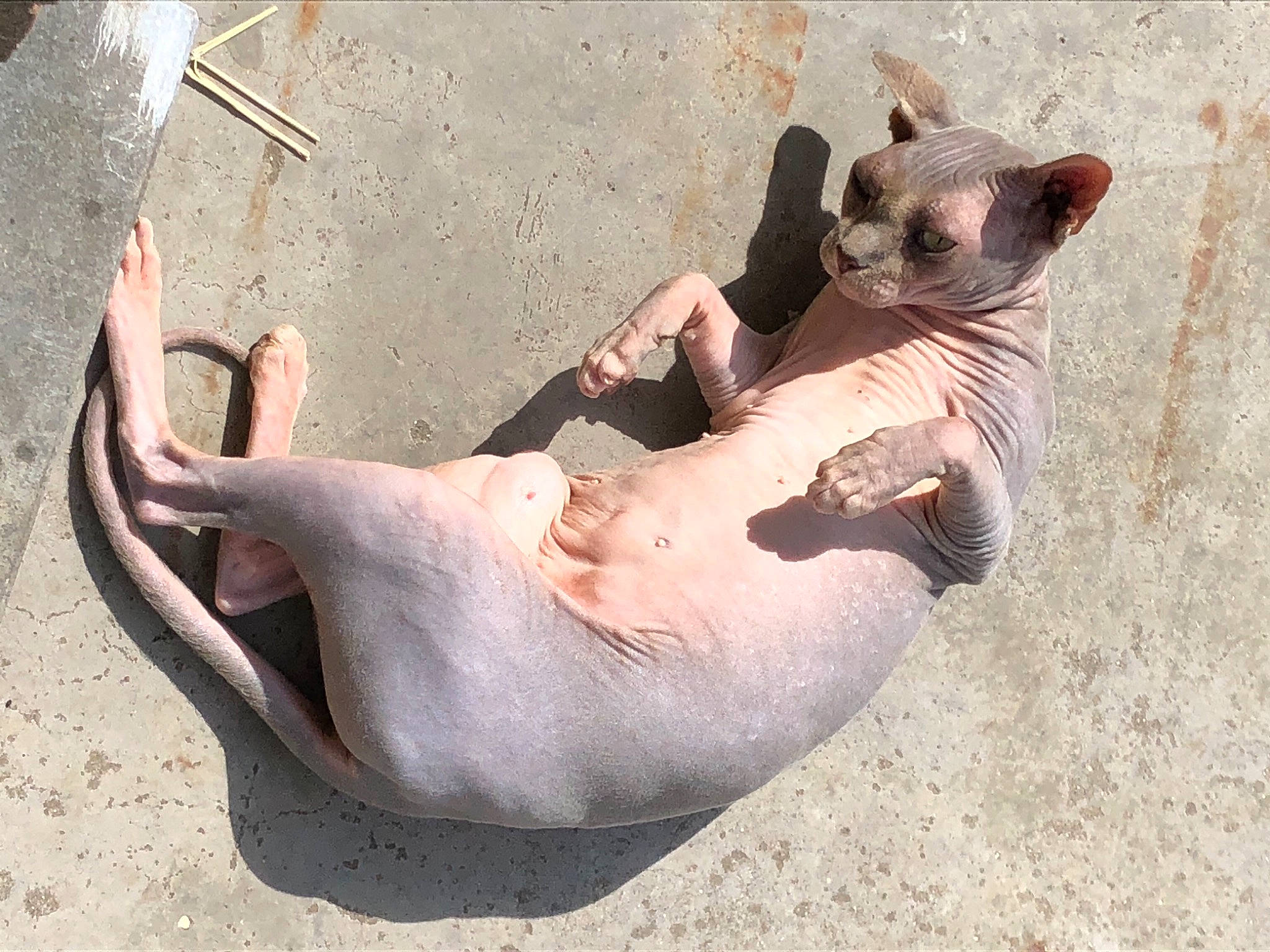 Julia participe au concours pour gagner de l'argent avec cette photo : art, comfort, dog_breed, eye, fawn, felidae, flesh, foot, head, human_body, human_leg, jaw, leg, sculpture, snout, tail, terrestrial_animal, vertebrate, whiskers, wrinkle