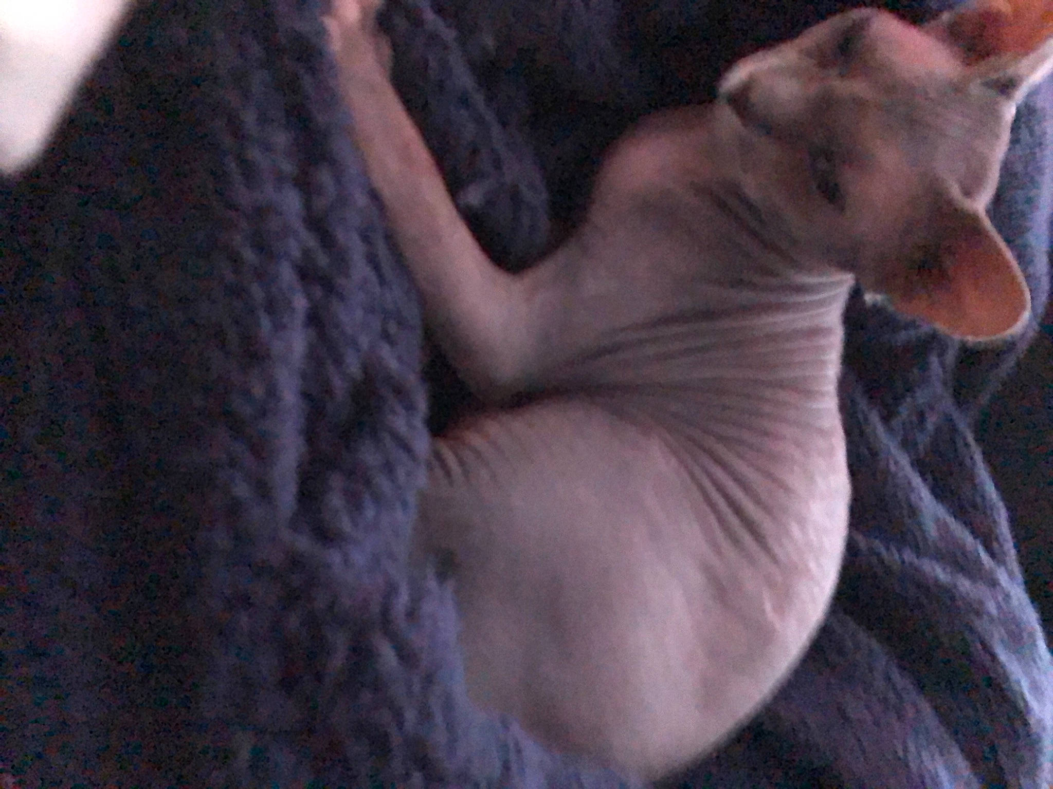 Julia a rejoint le concours — aidez-le/la à gagner de superbes lots ! canidae, carnivore, comfort, companion_dog, dog, dog_breed, ear, fawn, felidae, fur, grey, liver, paw, small_to_medium_sized_cats, snout, sporting_group, tail, terrestrial_animal, toy_dog, whiskers