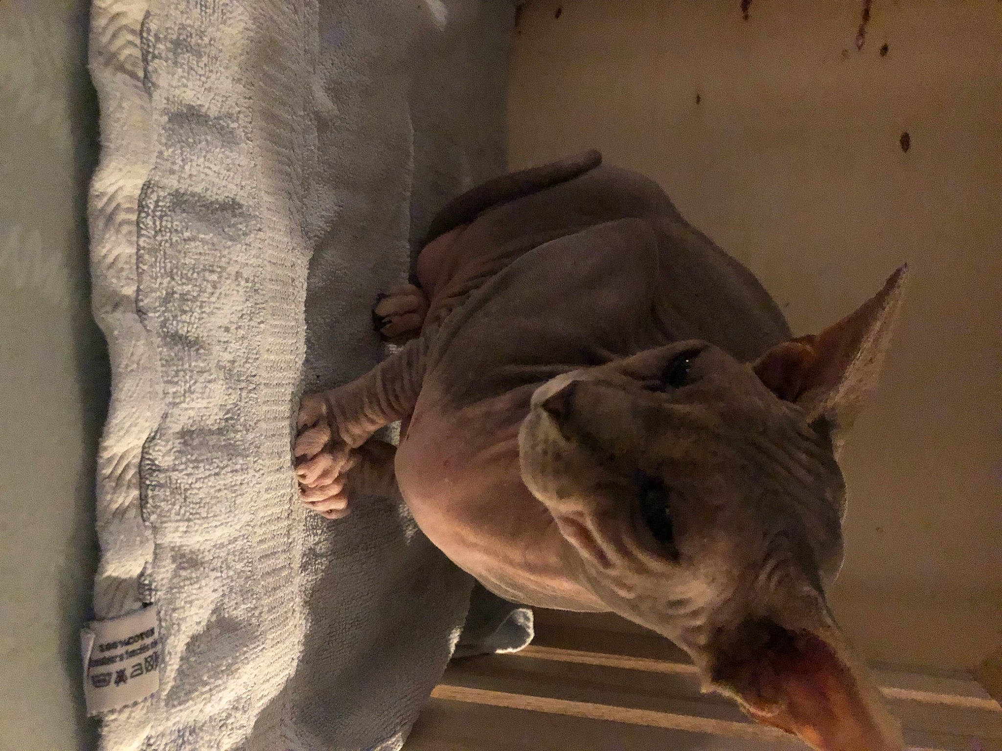 Julia participe au concours pour gagner de l'argent avec cette photo : black_rhinoceros, canidae, carnivore, dog_breed, fawn, felidae, grey, jaw, landscape, liver, pack_animal, recreation, rhinoceros, snout, stallion, terrestrial_animal, wildlife, wood, working_animal, wrinkle