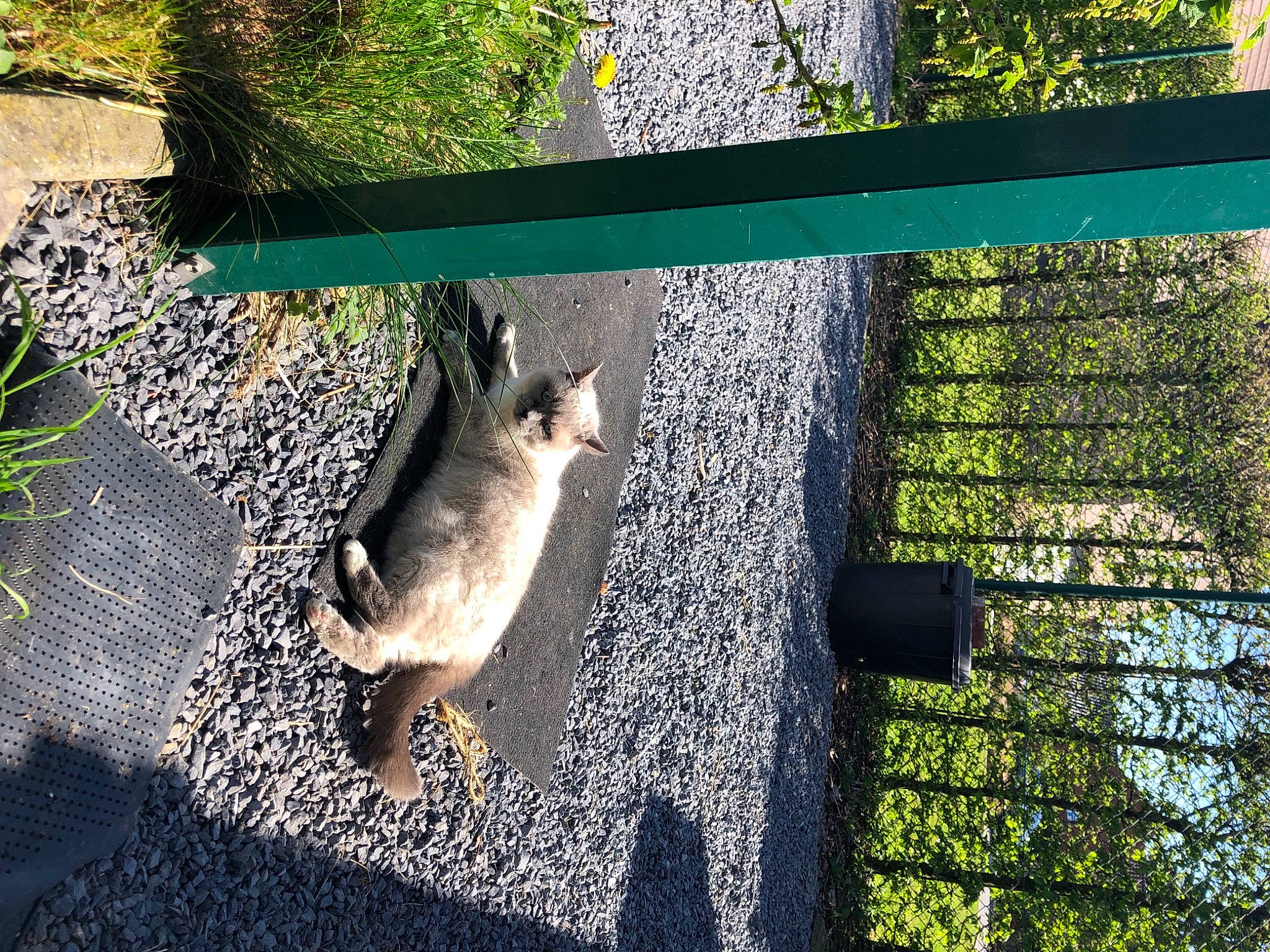 Faanna a rejoint le concours — aidez-le/la à gagner de superbes lots ! branch, carnivore, cat, fawn, felidae, fox_squirrel, grass, green, grey_squirrel, mesh, plant, shade, small_to_medium_sized_cats, snout, squirrel, tints_and_shades, tree, trunk, whiskers, wood