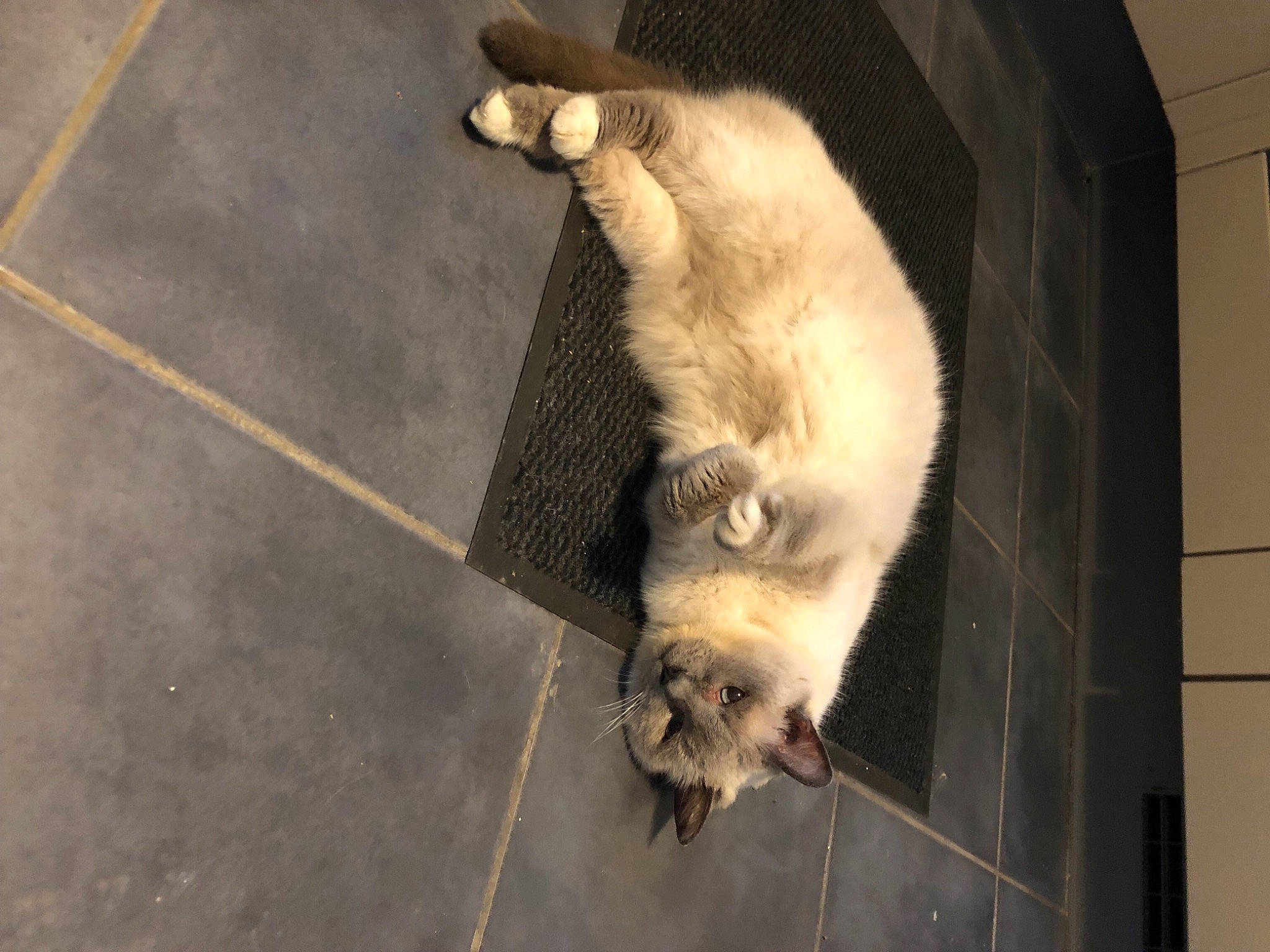 Faanna a rejoint le concours — aidez-le/la à gagner de superbes lots ! birman, canidae, carnivore, cat, claw, dog_breed, domestic_short_haired_cat, fawn, felidae, flooring, fur, mustelidae, paw, siamese, small_to_medium_sized_cats, sporting_group, tail, whiskers, wildlife, wood