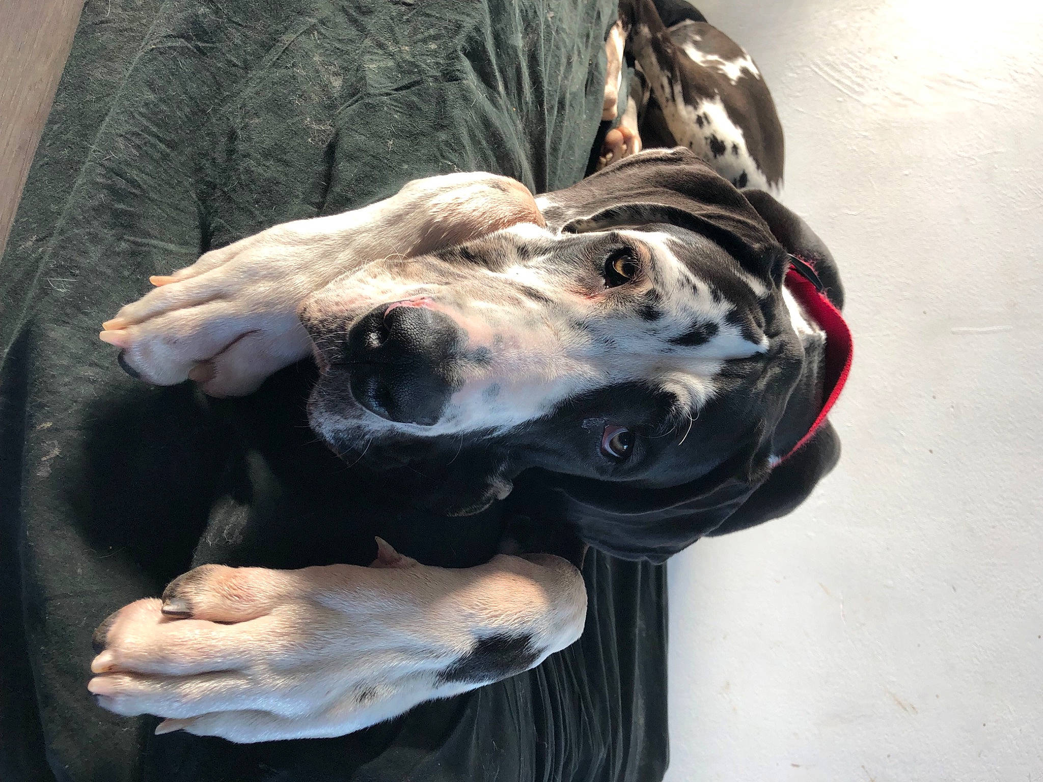 Ska a rejoint le concours — aidez-le/la à gagner de superbes lots ! art, canidae, carnivore, companion_dog, dog, dog_breed, fashion_accessory, fawn, fur, great_dane, guard_dog, metal, sculpture, snout, sporting_group, stallion, statue, terrestrial_animal, working_animal, wrinkle