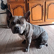 Snoop participe au concours pour gagner de l'argent avec cette photo : animal, brown, canine, dog, domestic, ears, eyes, floor, fur, gray, house, indoor, looking, muscular, pet, pitbull, portrait, sitting, tile, wooden_cabinet