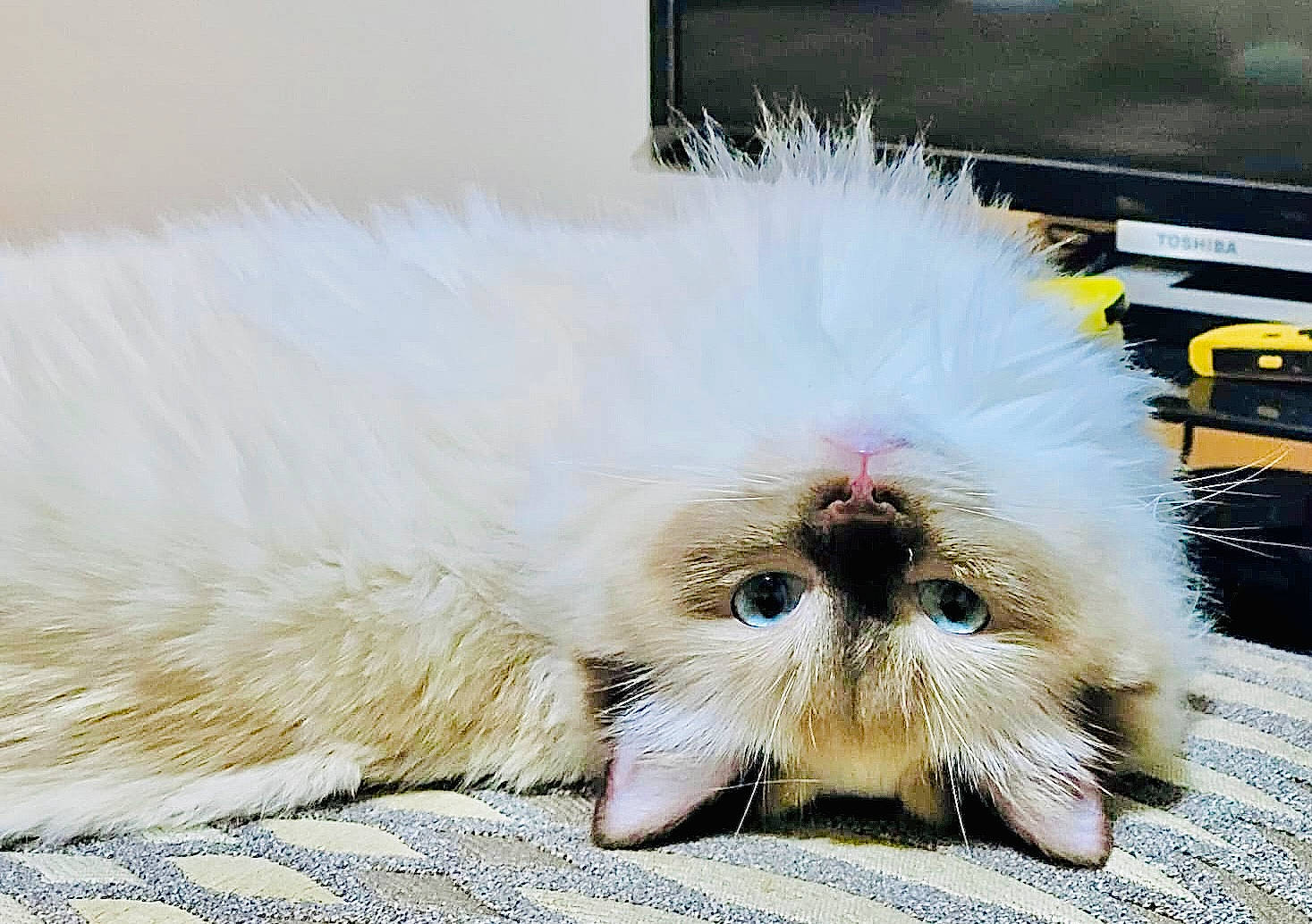 Arya is registered to the contest to win money with this photo: carnivore, cat, claw, comfort, feather, felidae, flooring, foot, fur, metal, paw, small_to_medium_sized_cats, snout, tail, terrestrial_animal, whiskers, wing