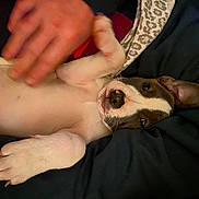 Mako is registered to the contest to win money with this photo: puppy, dog, pet, lying_down, hand, belly, relaxed, curious, indoor, close_up, animal, mammal, fur, ears, paw, black_and_white, cute, young, domestic_animal, companion