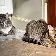 Tommy is registered to the contest to win money with this photo: cat, indoor, grey_cat, tabby_cat, floor, door, rug, sunlight, pet, animal, feline, relaxed, curious, fur, whiskers, ears, eyes, resting, home, domestic