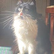 Cleo is registered to the contest to win money with this photo: angora, animal, bodypart, cat, chair, face, furniture, head, indoors, kitten, light, manx, mouth, person, pet, photography, portrait, table, teeth, wood