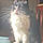 Cleo
