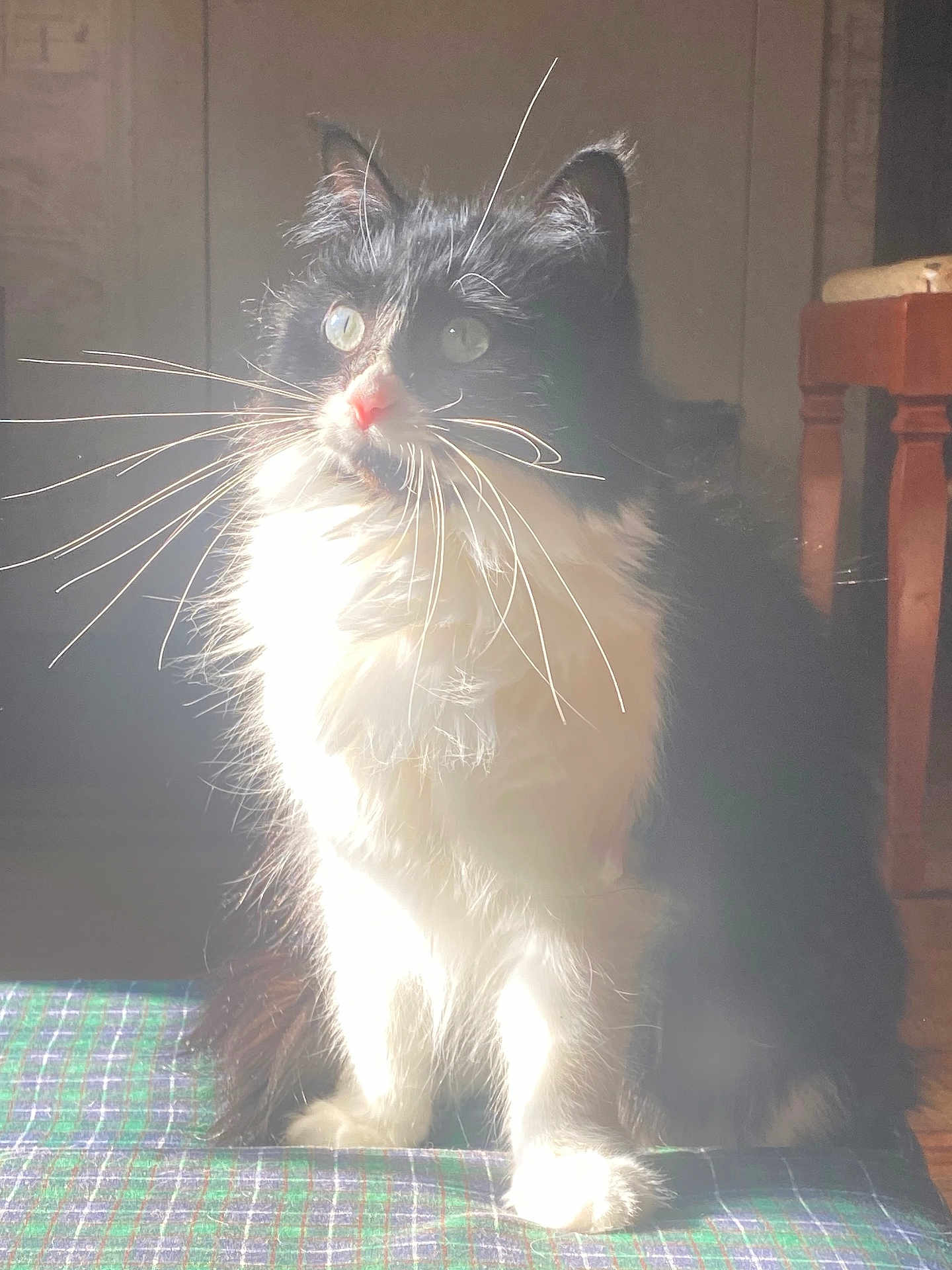 Cleo
