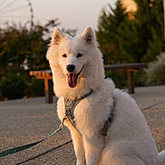 Tinto is registered to the contest to win money with this photo: dog, white_dog, fluffy, sitting, leash, harness, outdoor, park, bench, trees, ferris_wheel, sunset, happy, tongue_out, pet, canine, nature, daylight, smiling, animal