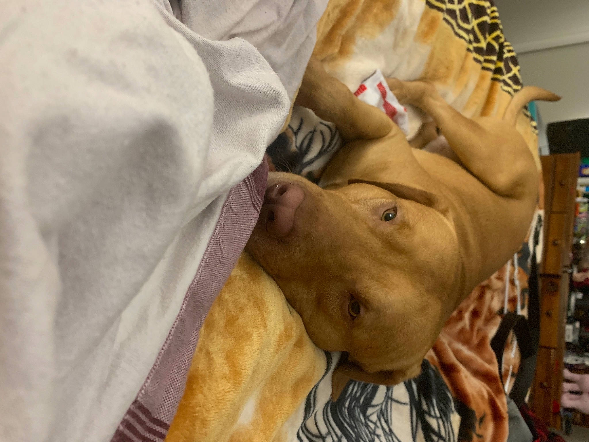 Kylo joined the competition — help win amazing prizes! canidae, carnivore, child, comfort, companion_dog, dog, dog_breed, ear, fawn, fur, gesture, guard_dog, linens, military, nap, room, sleep, snout, sporting_group, wrinkle