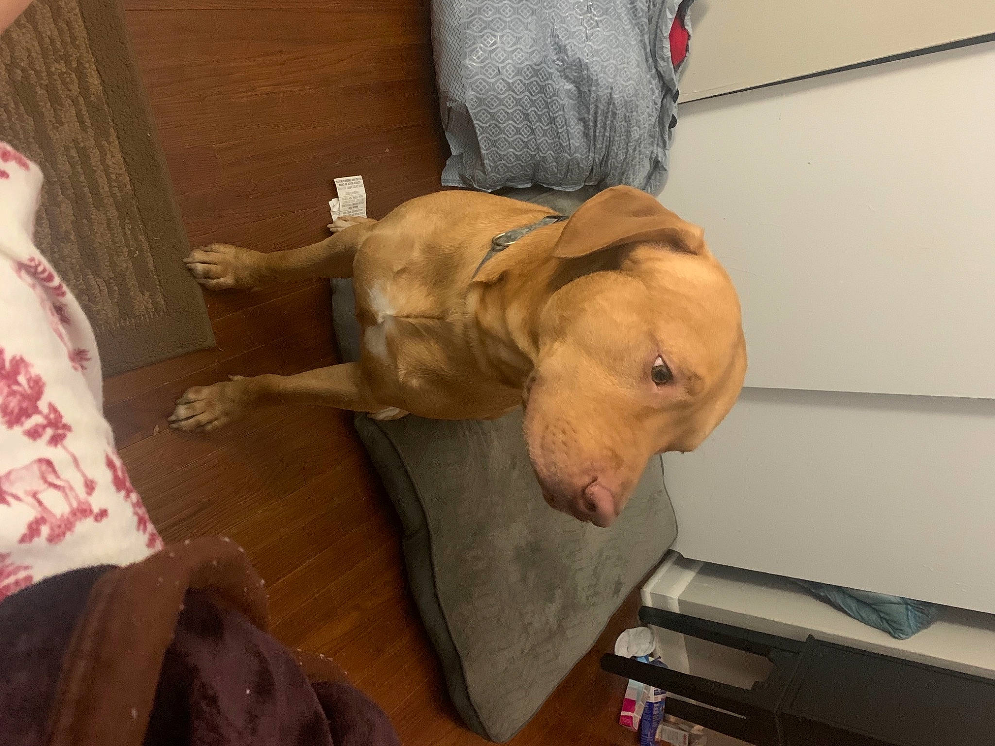 Kylo is registered to the contest to win money with this photo: carnivore, collar, comfort, companion_dog, dog, dog_breed, dog_collar, dog_supply, ear, fawn, floor, flooring, hardwood, liver, pet_supply, snout, sporting_group, wood, working_animal, wrinkle