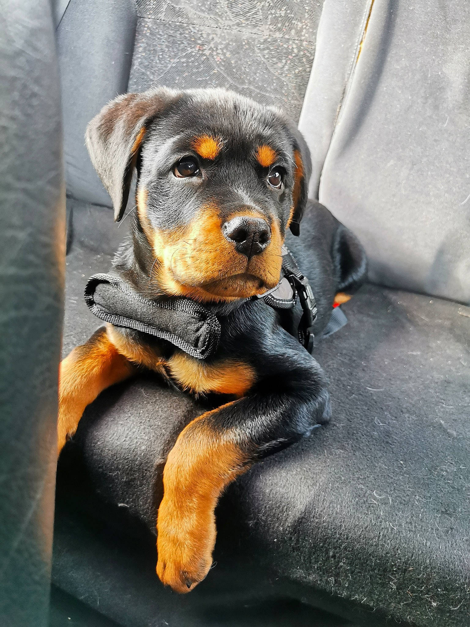 Ryder a rejoint le concours — aidez-le/la à gagner de superbes lots ! canidae, carnivore, comfort, companion_dog, dog, dog_breed, fawn, fur, grey, guard_dog, hound, paw, pinscher, snout, sporting_group, terrestrial_animal, toy_dog, whiskers, working_animal, working_dog
