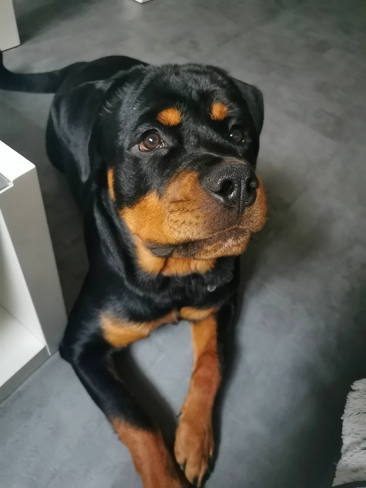 Ryder a rejoint le concours — aidez-le/la à gagner de superbes lots ! austrian_black_and_tan_hound, beaglier, canidae, carnivore, companion_dog, dog, dog_breed, guard_dog, hunting_dog, rottweiler, snout, sporting_group, terrestrial_animal, toy_dog, whiskers, working_animal, working_dog