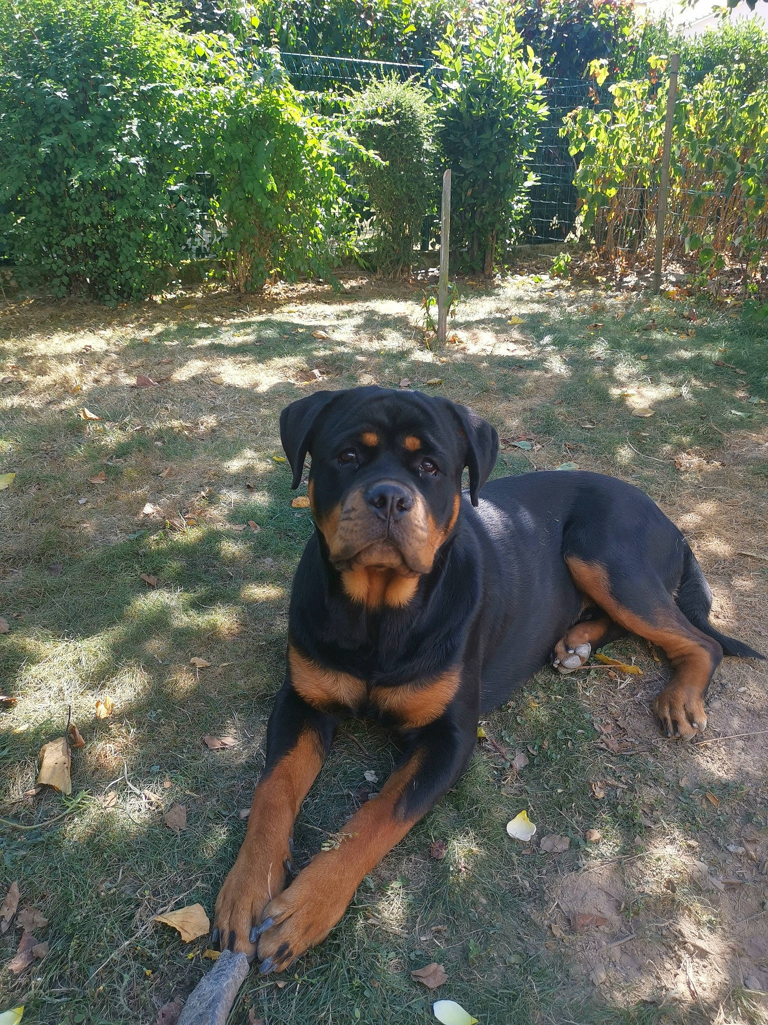 Ryder participe au concours pour gagner de l'argent avec cette photo : austrian_black_and_tan_hound, canidae, carnivore, companion_dog, dog, dog_breed, fawn, garden, grass, guard_dog, hound, landscape, lithuanian_hound, plant, rottweiler, shade, sporting_group, tree, working_animal, working_dog