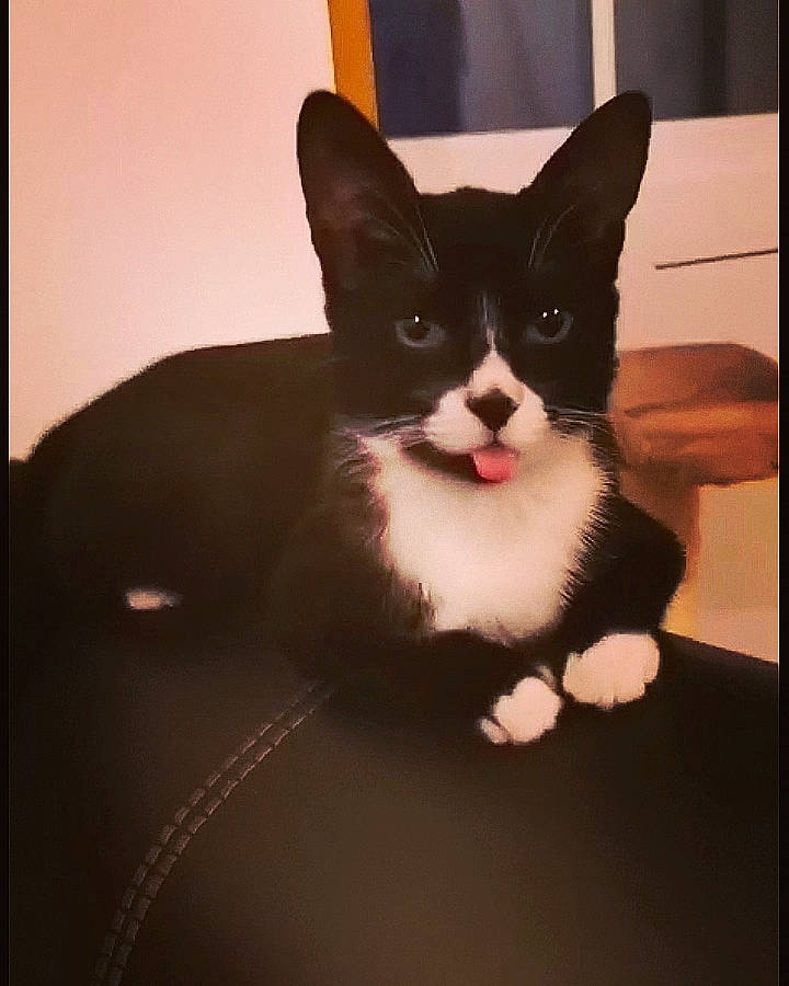 Nuka a rejoint le concours — aidez-le/la à gagner de superbes lots ! american_wirehair, black_and_white, carnivore, cat, domestic_short_haired_cat, ear, eye, felidae, fur, kitten, mammal, paw, photo_caption, polydactyl_cat, small_to_medium_sized_cats, snout, snowshoe, whiskers