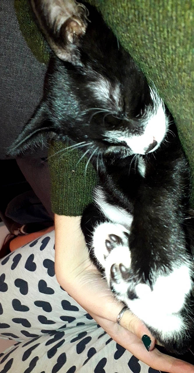 Nuka a rejoint le concours — aidez-le/la à gagner de superbes lots ! black_cat, black_hair, carnivore, cat, claw, domestic_short_haired_cat, ear, felidae, fur, small_to_medium_sized_cats, snout, tail, whiskers