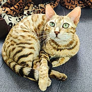 Bali participe au concours pour gagner de l'argent avec cette photo : cat, bengal_cat, green_eyes, striped_fur, curled_up, couch, leopard_print, blanket, pet, animal, whiskers, alert, feline, domestic_cat, indoor, fur_pattern, paws, tail, resting, cute
