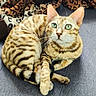 cat, bengal_cat, green_eyes, striped_fur, curled_up, couch, leopard_print, blanket, pet, animal, whiskers, alert, feline, domestic_cat, indoor, fur_pattern, paws, tail, resting, cute