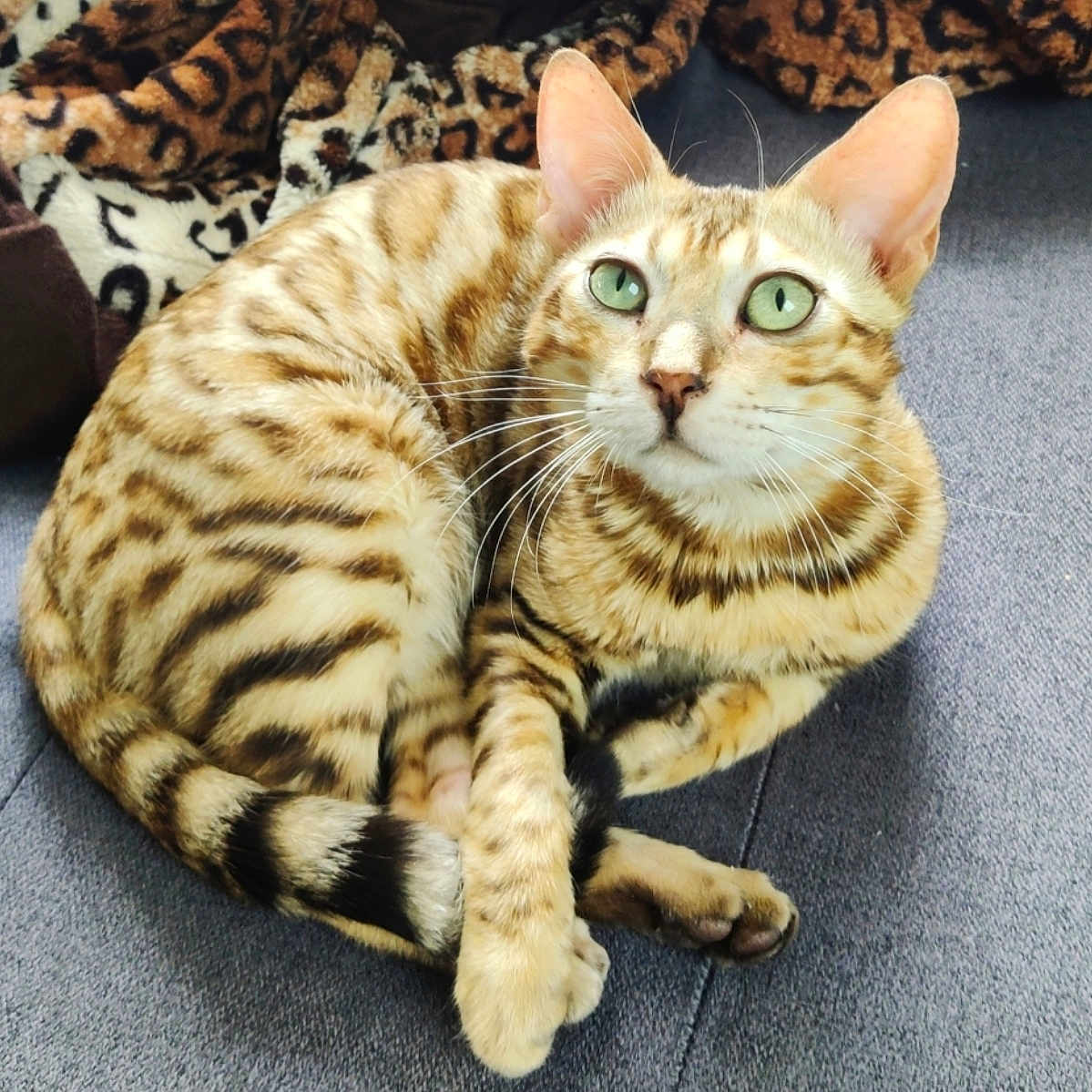 Bali participe au concours pour gagner de l'argent avec cette photo : cat, bengal_cat, green_eyes, striped_fur, curled_up, couch, leopard_print, blanket, pet, animal, whiskers, alert, feline, domestic_cat, indoor, fur_pattern, paws, tail, resting, cute