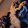 Mansa Musa joined the competition — help win amazing prizes! cat, black_and_white, fluffy, lying_down, paws_up, relaxed, indoor, blanket, colorful, cozy, fur, pet, animal, resting, cute, whiskers, sleepy, soft, feline, domestic