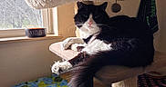 Mansa Musa is registered to the contest to win money with this photo: cat, black_and_white, cat_tree, window, sunlight, blanket, turtle_pattern, bowl, indoor, furniture, pet, relaxed, cozy, animal, fur, whiskers, tail, face, resting, domestic