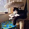 cat, black_and_white, cat_tree, window, sunlight, blanket, turtle_pattern, bowl, indoor, furniture, pet, relaxed, cozy, animal, fur, whiskers, tail, face, resting, domestic