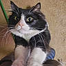 Mansa Musa is registered to the contest to win money with this photo: cat, black_and_white, whiskers, paws, claws, stretching, wide_eyes, carpet, broom, home, fur, pet, animal, indoor, close_up, curious, cute, claws_out, feline, expression