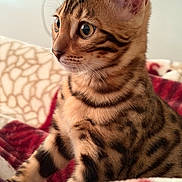 Faris participe au concours pour gagner de l'argent avec cette photo : cat, kitten, bengal_cat, close_up, fur, pattern, eyes, whiskers, ears, pet, animal, cute, indoor, cozy, blanket, soft, feline, young, alert, portrait