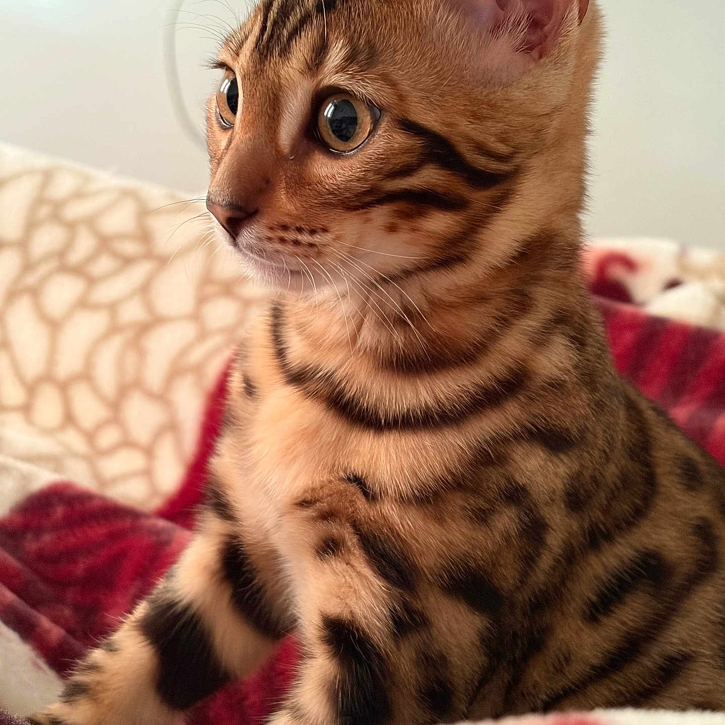 Faris participe au concours pour gagner de l'argent avec cette photo : alert, animal, bengal_cat, blanket, cat, close_up, cozy, cute, ears, eyes, feline, fur, indoor, kitten, pattern, pet, portrait, soft, whiskers, young