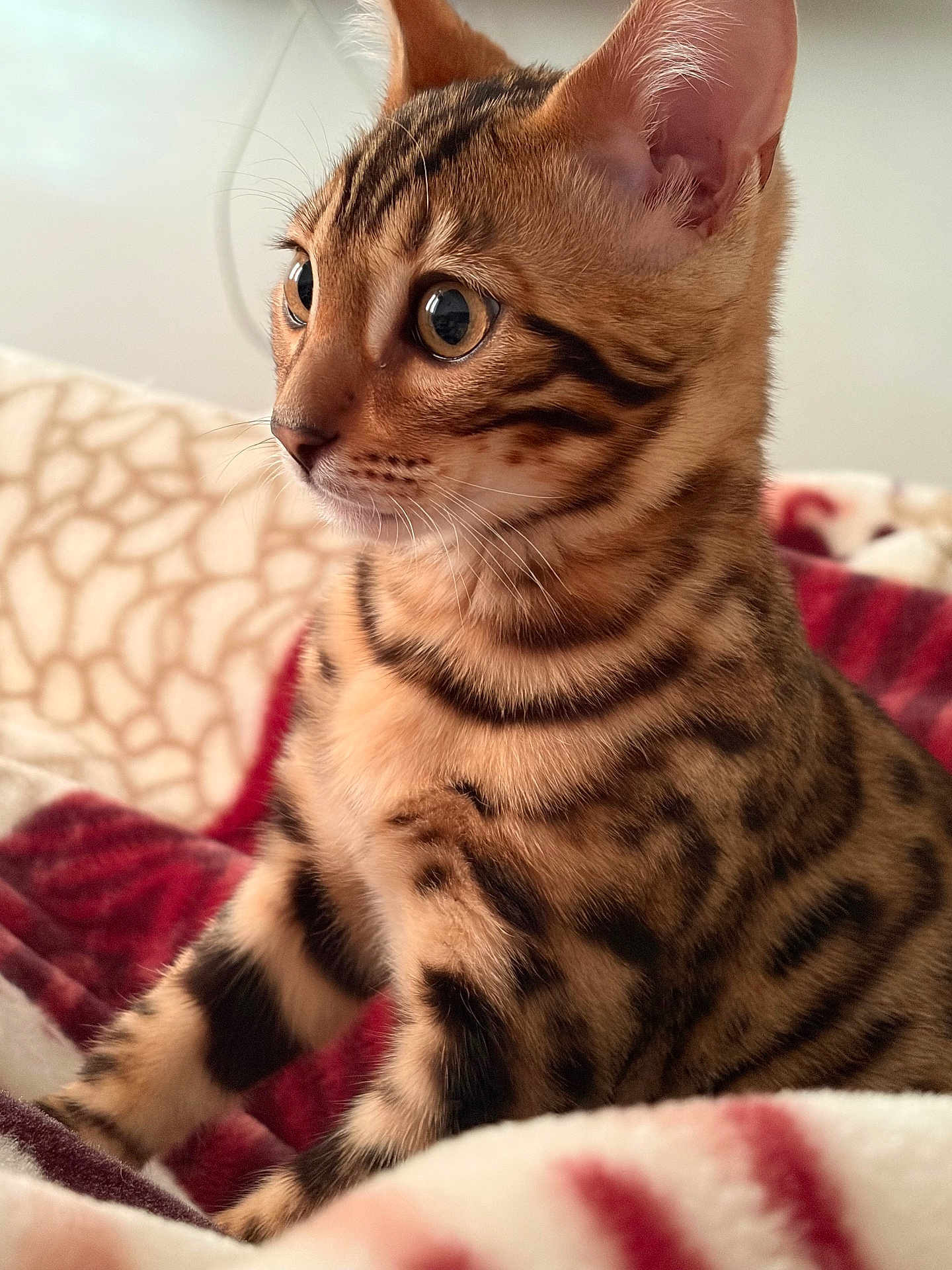 Faris participe au concours pour gagner de l'argent avec cette photo : cat, kitten, bengal_cat, close_up, fur, pattern, eyes, whiskers, ears, pet, animal, cute, indoor, cozy, blanket, soft, feline, young, alert, portrait