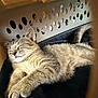 Thor is registered to the contest to win money with this photo: cat, tabby, sleeping, laundry_basket, cozy, paws, feline, indoor, resting, furry, pet, animal, cute, whiskers, tail, soft, relaxed, home, black_blanket, closeup