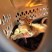 Thor is registered to the contest to win money with this photo: cat, kitten, sleeping, laundry_basket, sunlight, cozy, pet, feline, indoor, resting, fur, animal, cute, relaxed, blanket, shadow, soft_light, closeup, comfort, peaceful