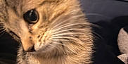 Thor is registered to the contest to win money with this photo: cat, kitten, tabby, close_up, whiskers, fur, pet, animal, cute, curious, indoor, soft_light, portrait, young, feline, mammal, domestic, face, eye, paw