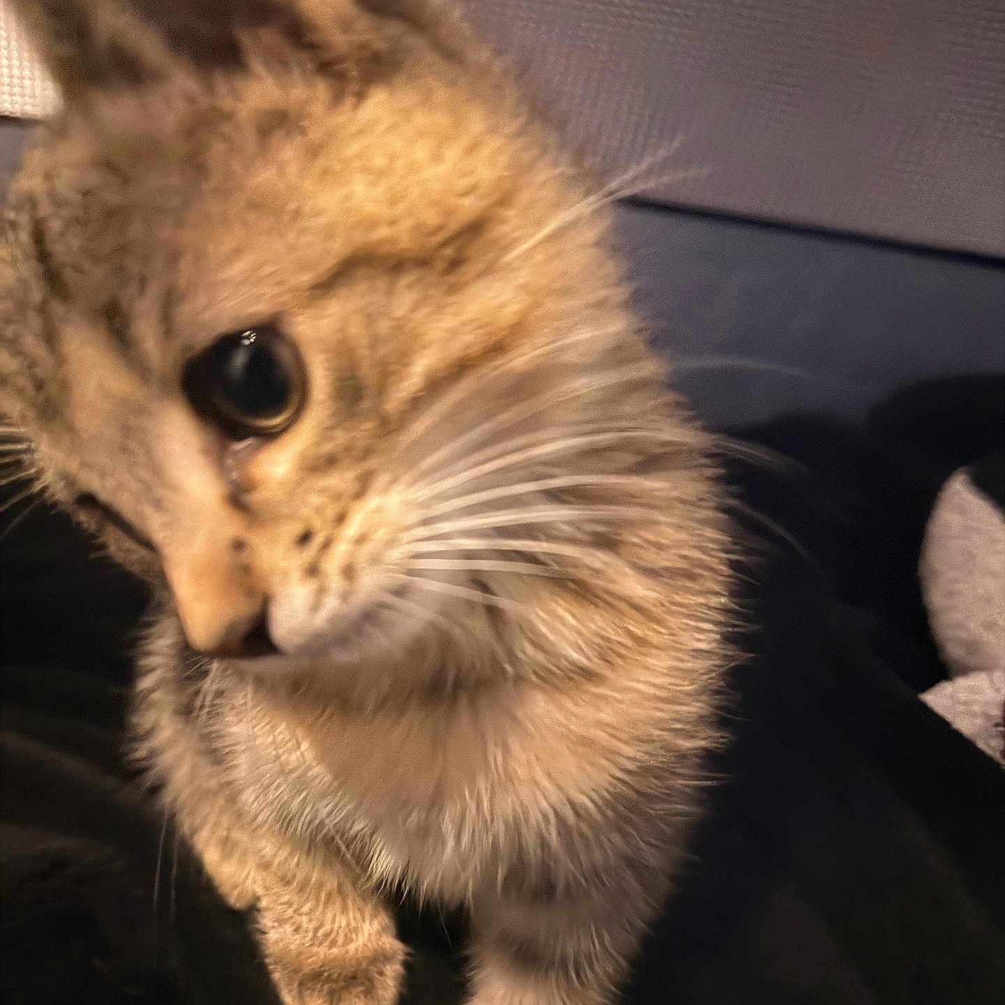 Thor is registered to the contest to win money with this photo: animal, cat, close_up, curious, cute, domestic, eye, face, feline, fur, indoor, kitten, mammal, paw, pet, portrait, soft_light, tabby, whiskers, young