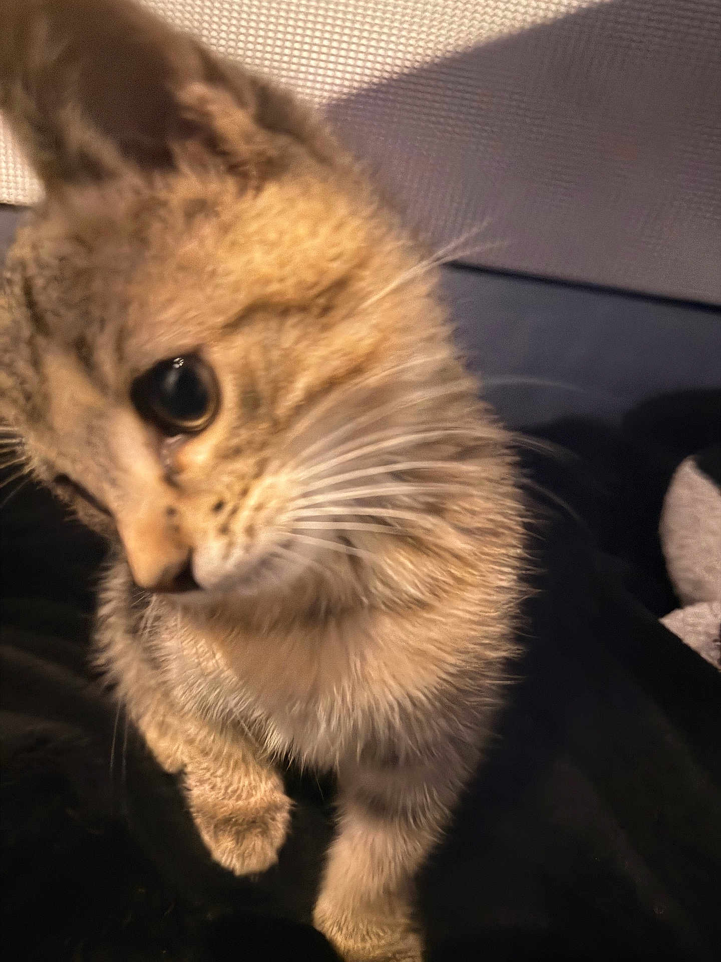 Thor is registered to the contest to win money with this photo: cat, kitten, tabby, close_up, whiskers, fur, pet, animal, cute, curious, indoor, soft_light, portrait, young, feline, mammal, domestic, face, eye, paw