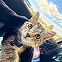 Thor is registered to the contest to win money with this photo: kitten, cat, tabby, pet, collar, bell, indoor, car, window, sky, clouds, curious, closeup, fur, whiskers, animal, domestic, cute, young, portrait
