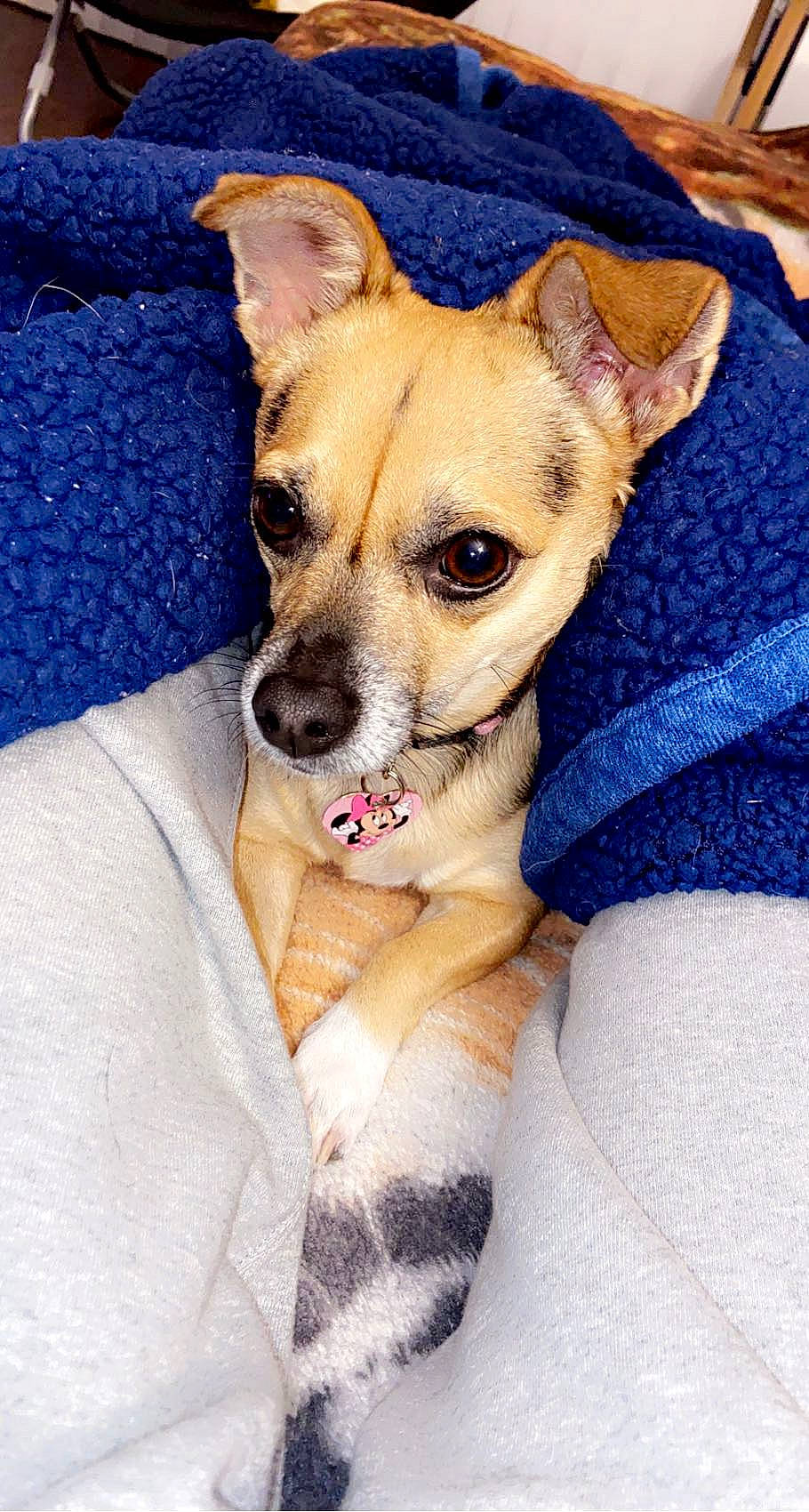 Coconut is registered to the contest to win money with this photo: canidae, carnivore, chihuahua, collar, comfort, companion_dog, corgi_chihuahua, dog, dog_breed, dog_supply, ear, fawn, fur, linens, non_sporting_group, paw, snout, sporting_group, toy_dog, whiskers