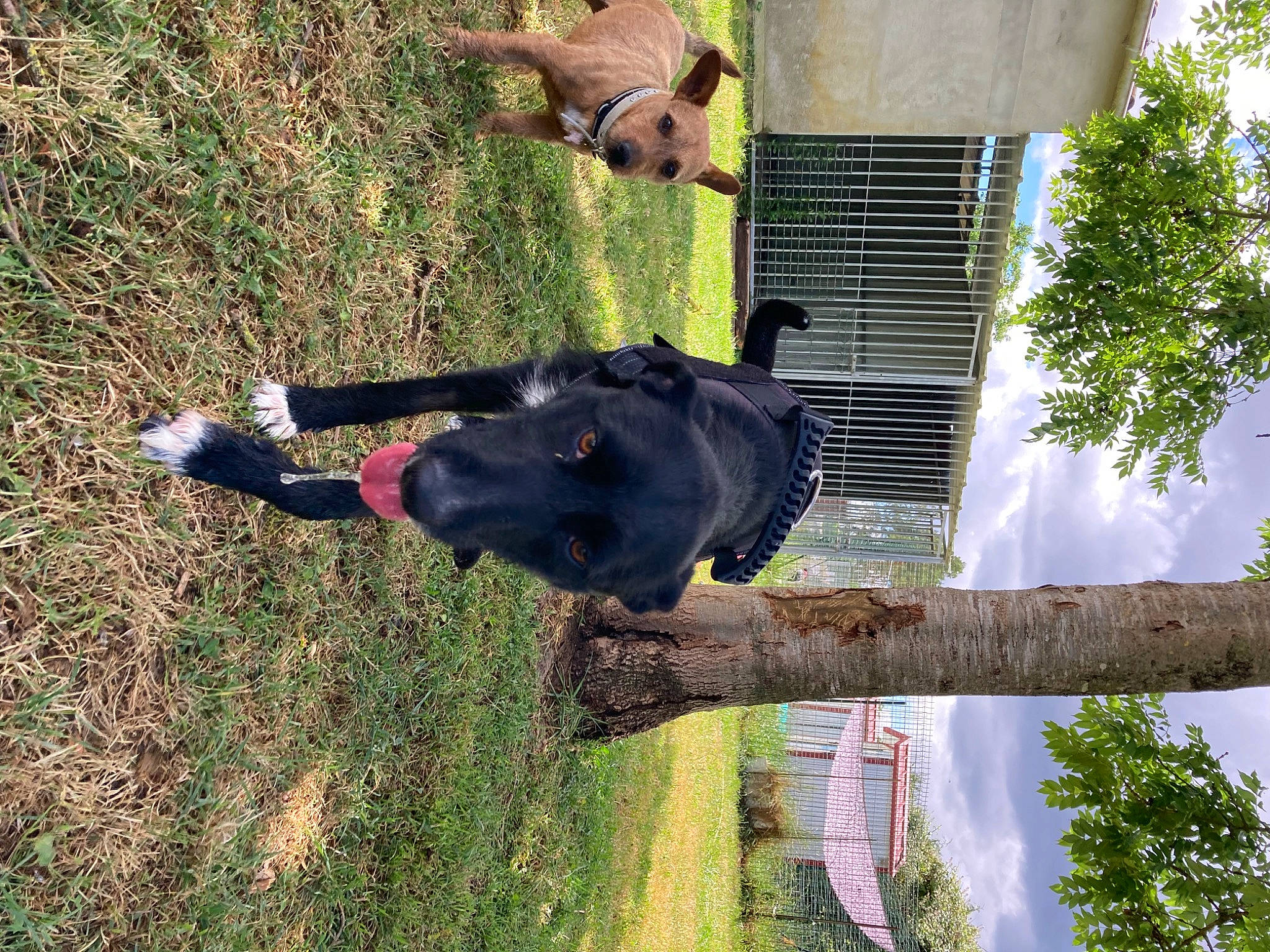Luna participe au concours pour gagner de l'argent avec cette photo : canidae, dog_breed, grass, landscape, palm_tree, plant, sky, sporting_group, terrestrial_animal, tree, trunk, wildlife, wood, working_animal