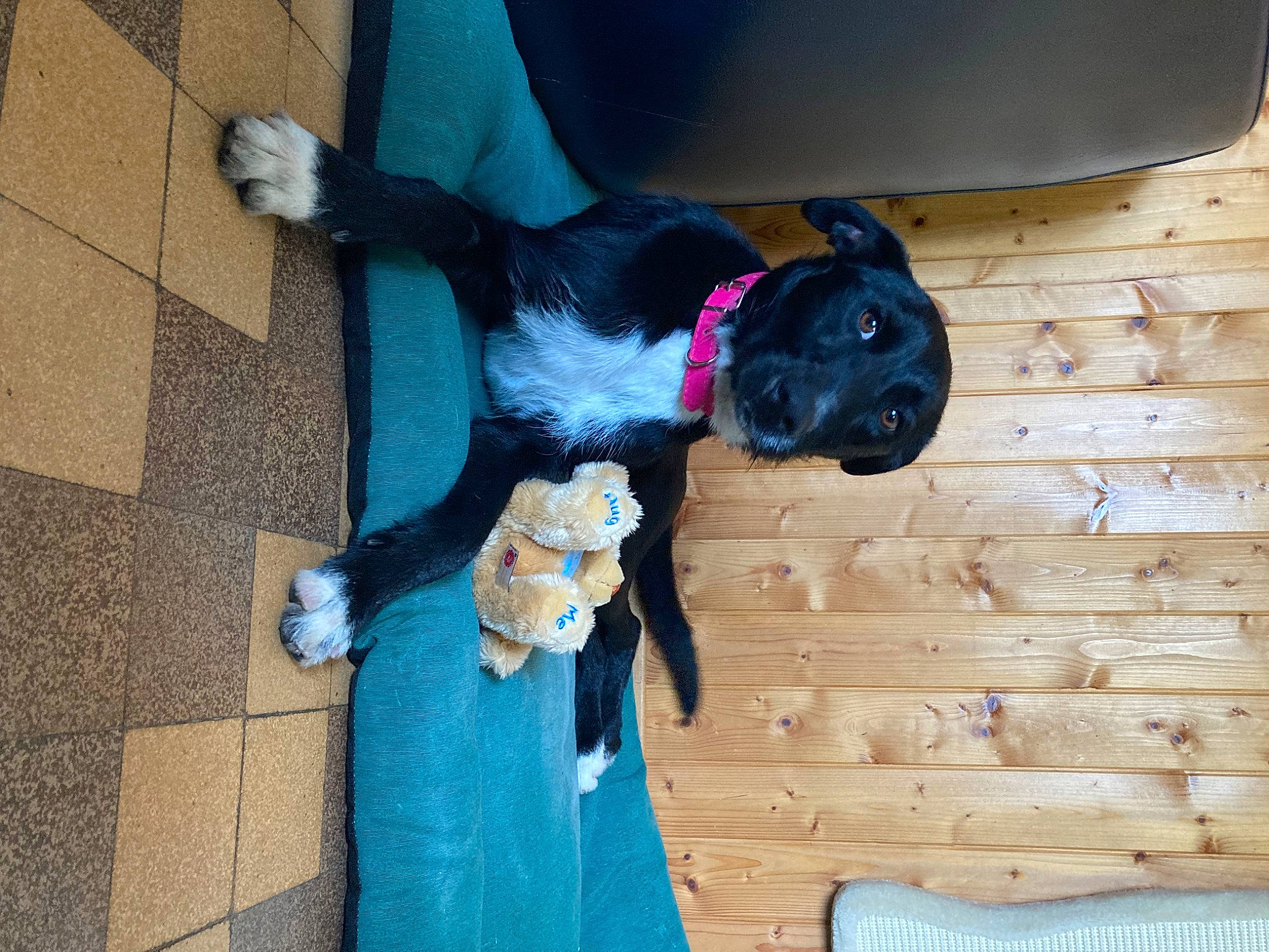 Luna a rejoint le concours — aidez-le/la à gagner de superbes lots ! blue, canidae, carnivore, collar, companion_dog, dog, dog_breed, dog_collar, dog_supply, electric_blue, fawn, flooring, fur, hardwood, pet_supply, snout, sporting_group, tail, wood, working_animal