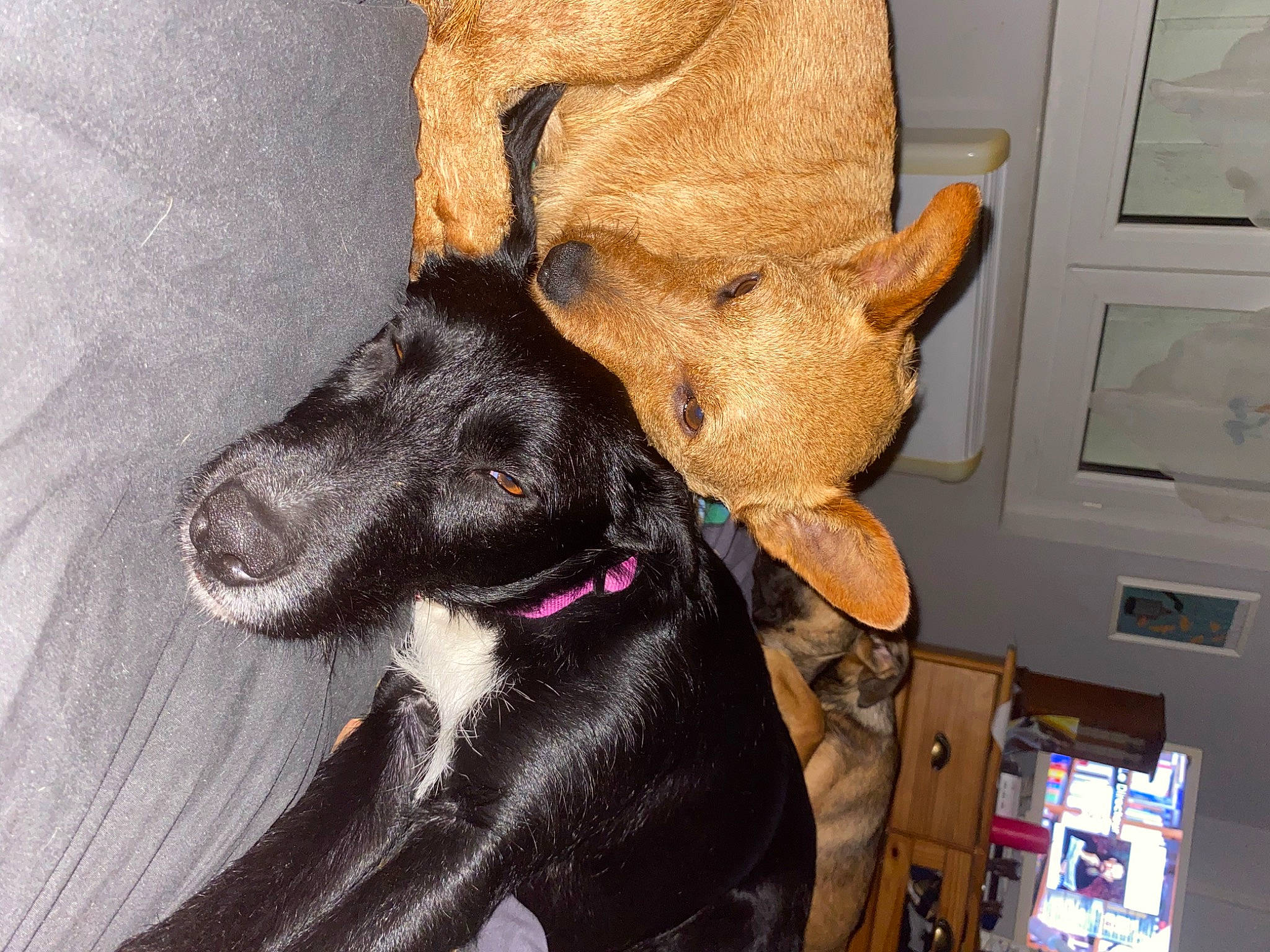 Luna participe au concours pour gagner de l'argent avec cette photo : canidae, carnivore, collar, comfort, companion_dog, dog, dog_breed, dog_collar, ear, fawn, fur, guard_dog, jaw, liver, non_sporting_group, paw, snout, sporting_group, whiskers, working_animal