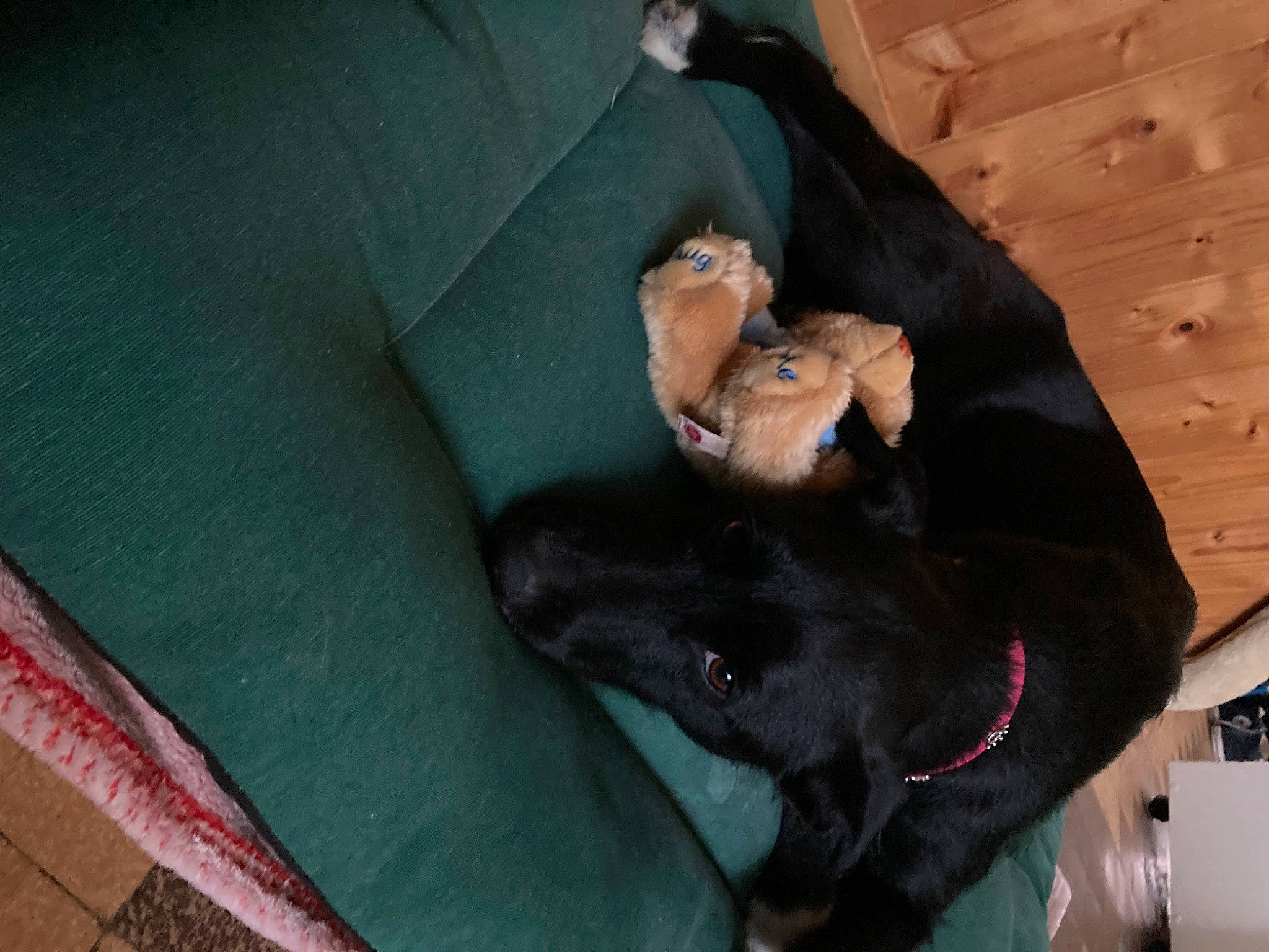 Luna participe au concours pour gagner de l'argent avec cette photo : canidae, carnivore, comfort, companion_dog, dog, dog_breed, dog_collar, fawn, fur, guard_dog, linens, mammal, non_sporting_group, snout, sporting_group, working_animal