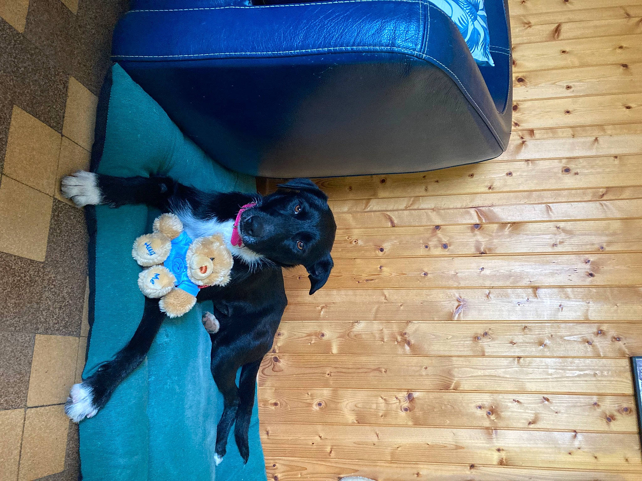 Luna participe au concours pour gagner de l'argent avec cette photo : baggage, blue, child, electric_blue, floor, flooring, fun, fur, happy, hardwood, magenta, plastic, room, stuffed_toy, tints_and_shades, toy, wood, wood_stain