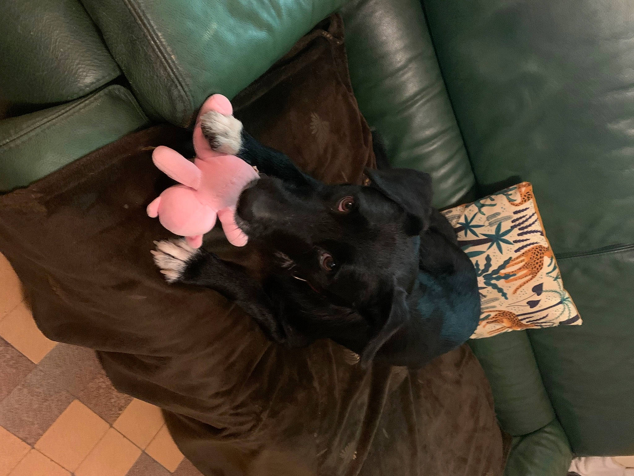 Luna participe au concours pour gagner de l'argent avec cette photo : brown, canidae, carnivore, comfort, companion_dog, couch, dog, dog_breed, fur, human_leg, linens, living_room, room, sitting, small_to_medium_sized_cats, sporting_group, stuffed_toy, tail, toy, working_animal