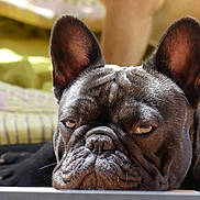 Popy participe au concours pour gagner de l'argent avec cette photo : animal, brown, canine, close_up, cute, dog, domestic_animal, ears, face, french_bulldog, fur, grumpy, lying_down, mammal, pet, portrait, resting, sleepy, sunlight, whiskers